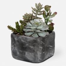  60173 - Alverio Desert Garden Succulents