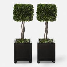  60187 - Preserved Boxwood Square Topiaries, S/2